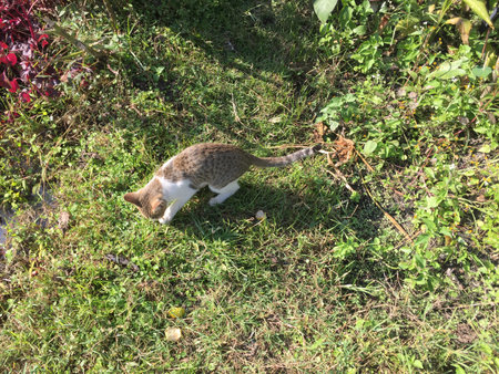 Domestic cat playing on the grass in the garden. Cat playing outdoors.の写真素材