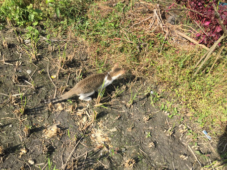 Bird on the ground in the garden. Bird on the ground.の写真素材