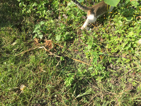 Cat eating grass in the garden on a sunny summer day. Cat eats grass.の写真素材