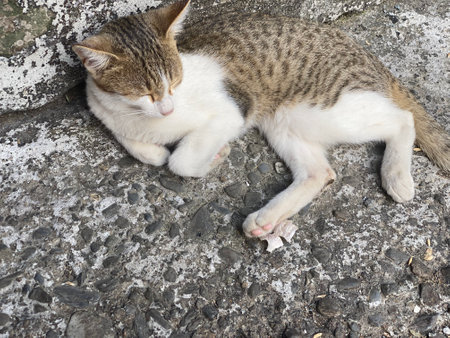 Cute cat sleeping on cement floor in the garden. Selective focus.の写真素材