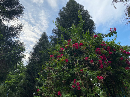 Red flowers on the background of the forest and blue sky with cloudsの写真素材