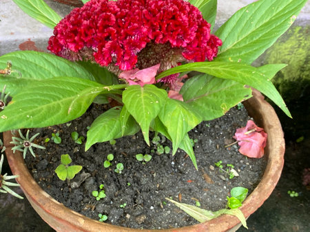 Celosia argentea flower in a pot, stock photoの写真素材