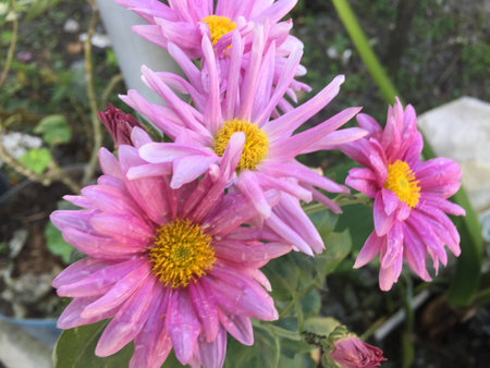 Pink chrysanthemum flowers in the garden, Thailand.の写真素材