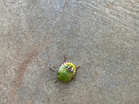Image of green bug on the ground. Insect Animal. Insect Animal