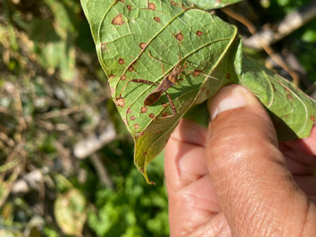 Insects on the leaves of a tree in the garden.
