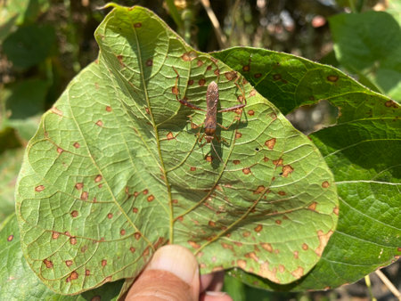 Insects on the leaves of a plant in the garden.