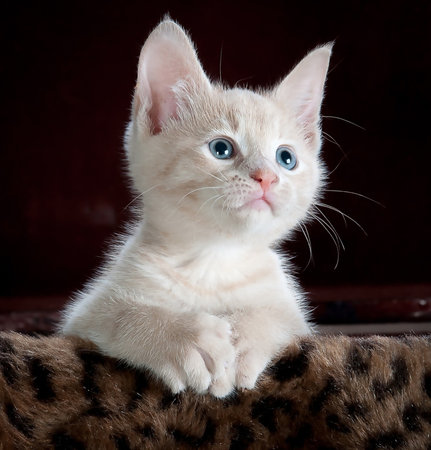 Cute little kitten with blue eyes sitting on a fur coat.の写真素材