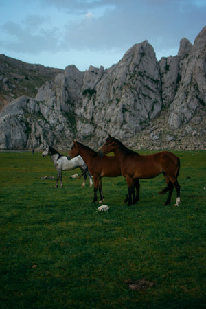 Horses in the meadow on a background of the mountains.の写真素材