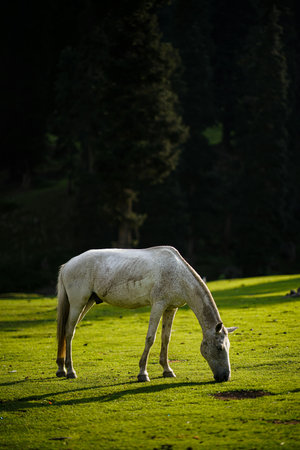 White horse grazing on a green meadow in the Dolomitesの写真素材