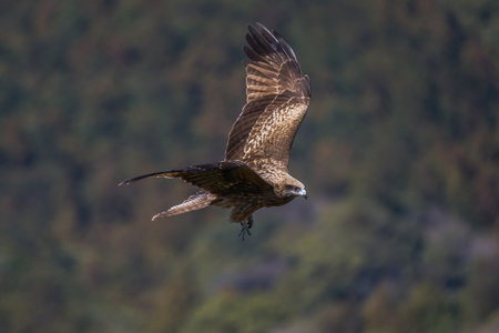 Red Kite (Milvus milvus) in flight