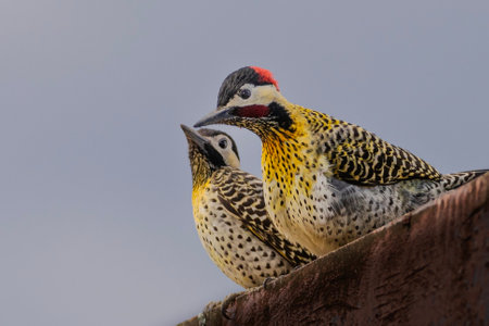 Male and female Red-bellied Woodpecker (Picus rufescens)の写真素材