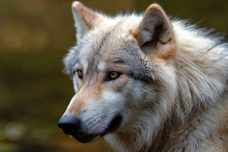 Closeup portrait of a wolf (Canis lupus)