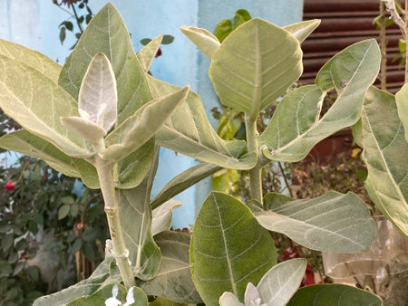 Detail of the leaves of a magnolia tree in the gardenの写真素材