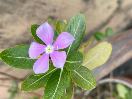 Periwinkle flower in garden,vinca rosea.