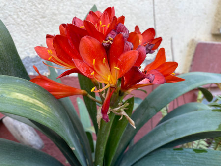 Beautiful red lily flower with green leaves in the garden.の写真素材