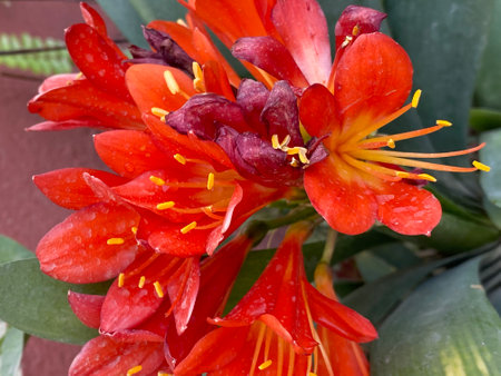 Beautiful red lily flower blooming in the garden, stock photoの写真素材