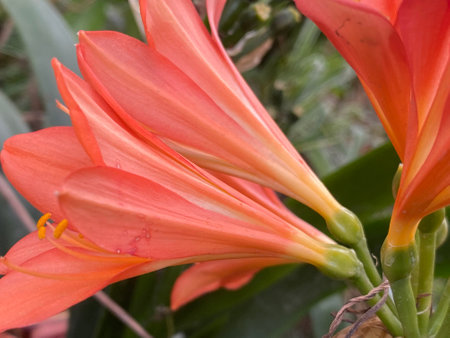 Close up of beautiful orange lily flower in garden. Nature background.