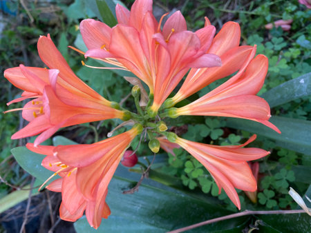 Beautiful orange lily flower in the garden, close-up