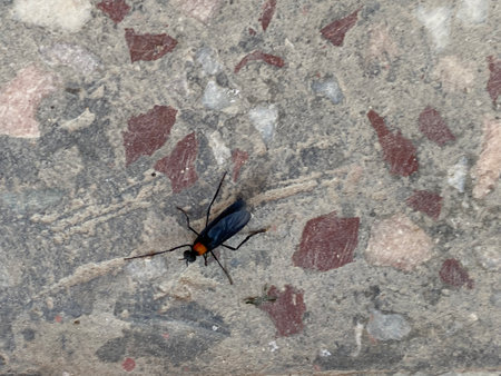 insect on the wall of the house in the city, note shallow depth of fieldの写真素材