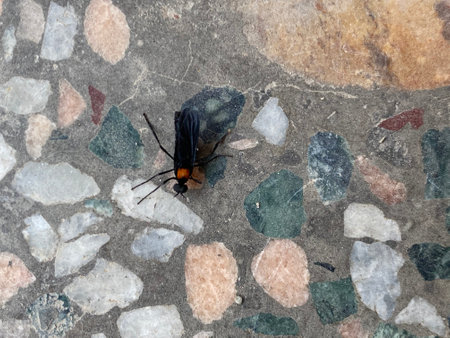 A black fly on a stone floor. Selective focus. Shallow depth of field.
