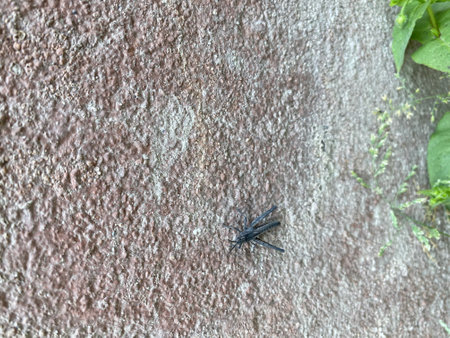 Black spider on the concrete wall in the garden. Selective focus.