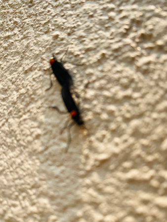 insects on the wall of the house, close up of insectの写真素材