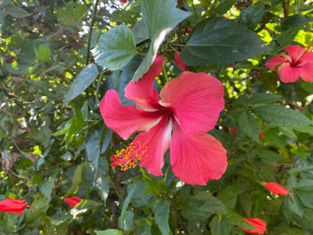 Red hibiscus flower in the garden with green leaves backgroundの写真素材