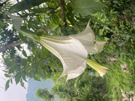 Angel's Trumpet flower in the garden. (Datura stramonium)の写真素材