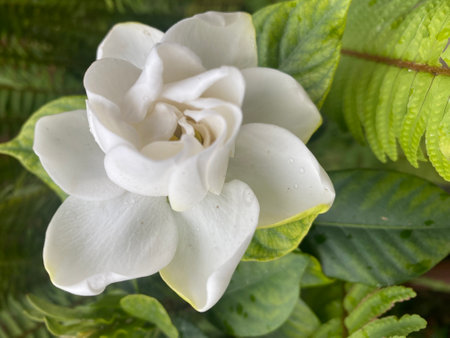 White Gardenia jasminoides flower in the garden.の写真素材