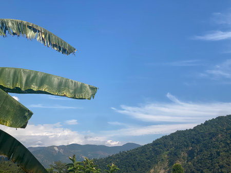 Banana leaves on the mountain with blue sky and cloud background.の写真素材
