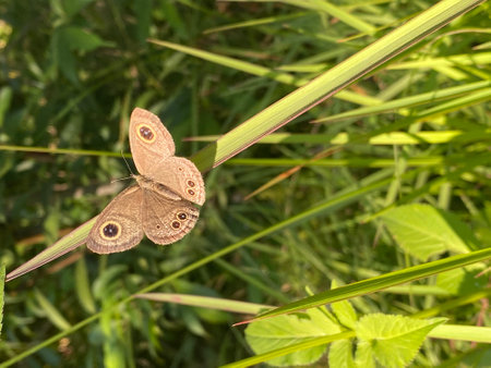 butterfly on a blade of grass in the meadow.の写真素材