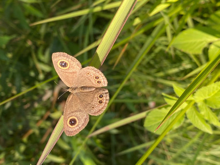 Butterfly sitting on a blade of grass in a meadowの写真素材