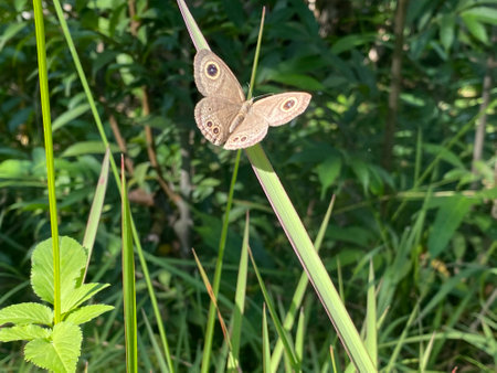butterfly sitting on a blade of grass in a meadowの写真素材