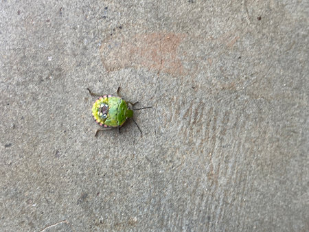 stinkbug on cement floor,bug on cement floor in the garden