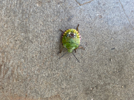 green bug on cement floor in nature or in the garden with copy space
