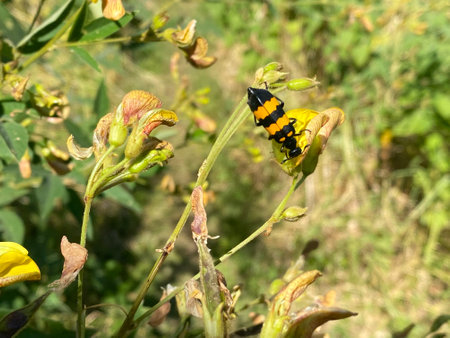 Insect on a flower in the garden, closeup of photoの写真素材