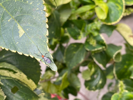 A closeup shot of a bug on a leaf in the garden
