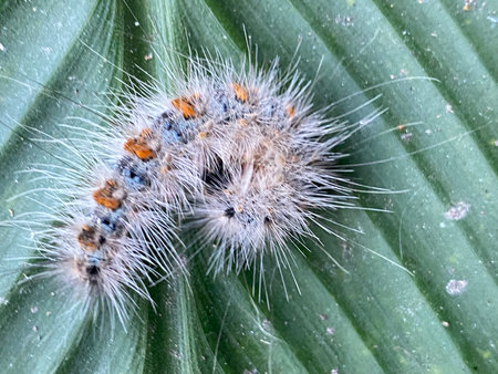 Caterpillar on a green leaf. Close-up. Macro