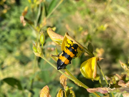 Black and yellow beetle on a yellow flower in the park. Macroの写真素材