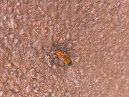Macro of a beetle on a wall. Macro photography of insect