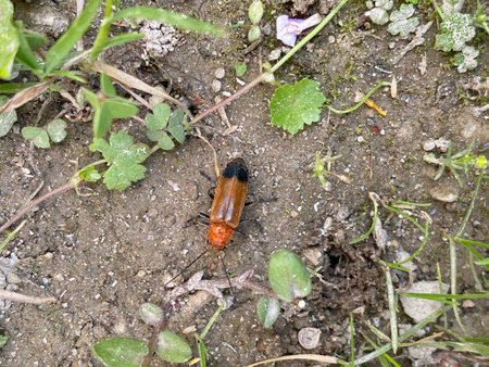 A close-up of a small beetle on the ground in the garden