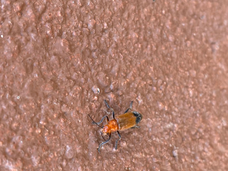 weevil on the ground, close-up view of the insectの写真素材