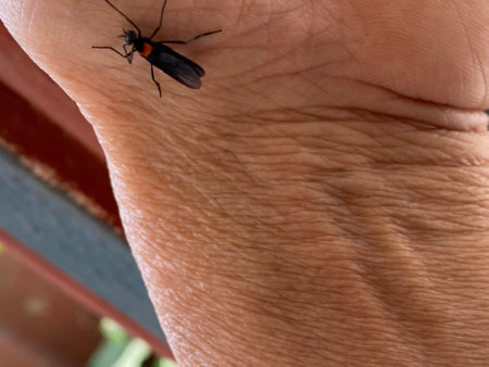 Insects on the human hand. Insects in the wild.
