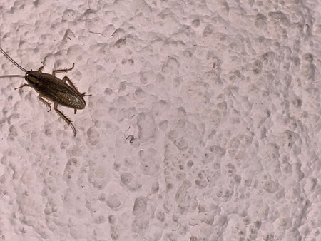 Cockroach on the wall. Cockroach on the wall.