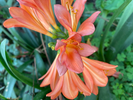 Beautiful orange lily flowers blooming in the garden in spring