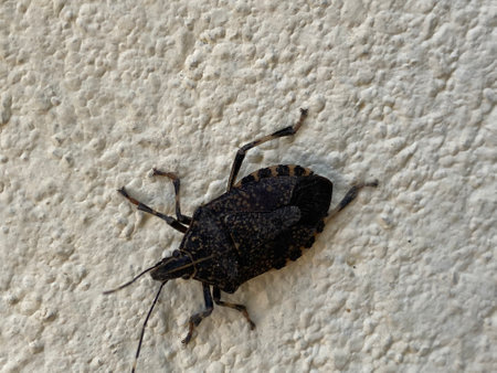 Image of black bug on white wall background. Insect. Animal.