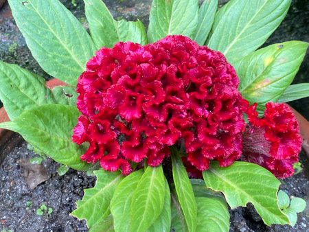 Celosia argentea flower in the garden, stock photo