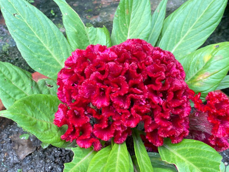 Celosia argentea or Cockscomb flower in garden