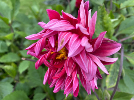 pink dahlia flower in the garden, close-upの写真素材