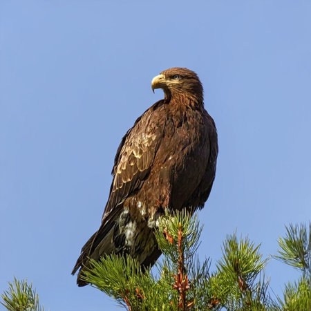 White tailed Eagle (Haliaeetus albicilla) perched on a pine tree